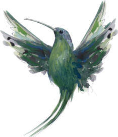 colibri